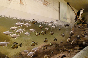 school of fish in the What Eats What exhibit