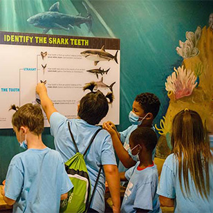 A group of summer camp children identifying shark teeth