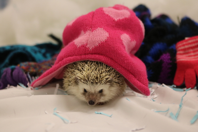 Hedgehog in winter hat