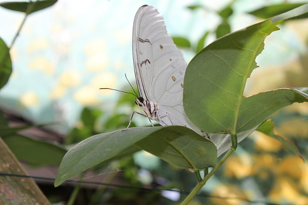 white morpho butterfly photo by Daniel King