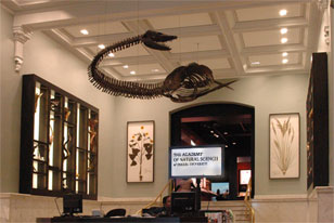 lobby with a view of Elasmosaurus skeleton